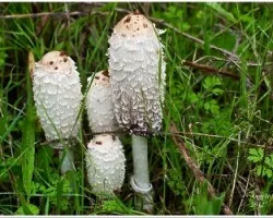 Coprinus comatus