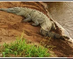  en mi ribera    (cocodrilo)