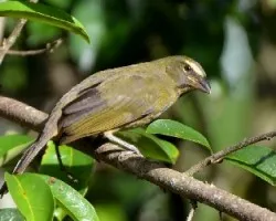 Saltator coerulescens