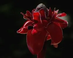 Etlingera elatior