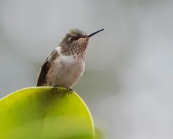 Selasphorus flammula