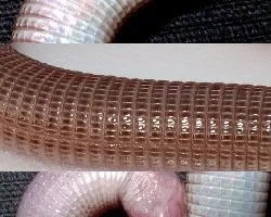 Anphisbaena angustifrons