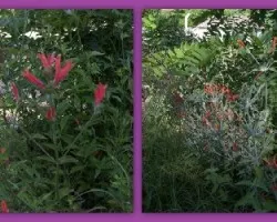 Dicliptera suberecta