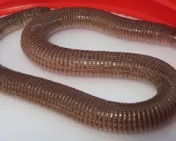 Anphisbaena angustifrons