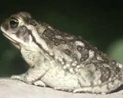 Bufo granulosus fernandezae
