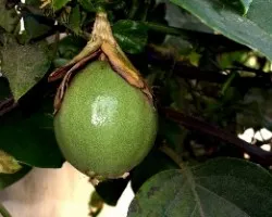 Passiflora quadrangularis