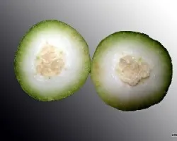 Passiflora quadrangularis