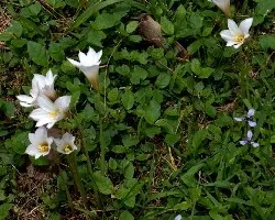 Habranthus martinezii