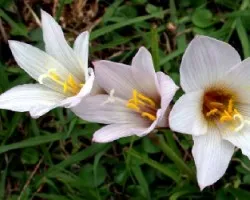 Habranthus martinezii