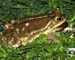 Bufo granulosus fernandezae
