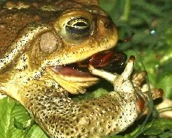 Bufo granulosus fernandezae