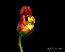 Florecilla silvestre