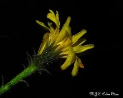 Hieracium lachenalli 