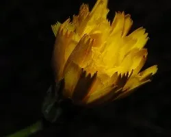 Hieracium lachenalli 