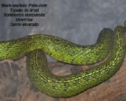 Bothriechis nigroviridis