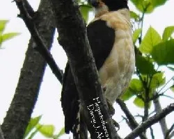 Herpetotheres cachinnans