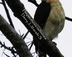 Herpetotheres cachinnans