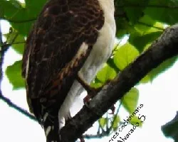 Herpetotheres cachinnans