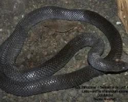 Lampropeltis triangulum gaigae