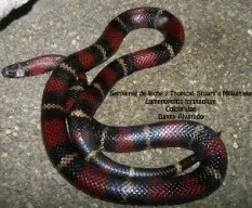 Lampropeltis triangulum