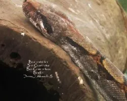 Boa constrictor