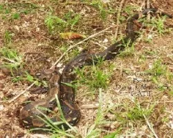 Boa constrictor