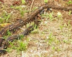 Boa constrictor