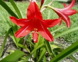 Hippeastrum  sp