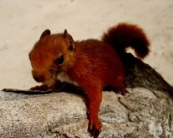 Sciurus granatensis