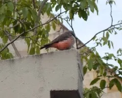 Pyrocephalus rubinus