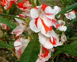 Impatiens balsamina