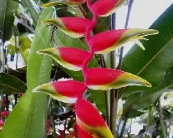 Heliconia rostrata