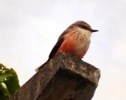 Pyrocephalus rubinus