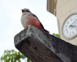 Pyrocephalus rubinus