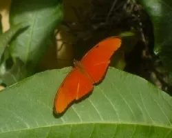 Dryas iulia