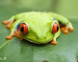 Agalychnis callidryas