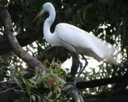 Ardea alba