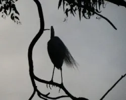 Ardea alba
