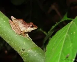 No conozco la especie