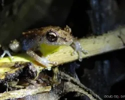 No conozco la especie