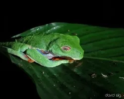 Agalychnis callidryas