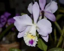 Orquideas bellisimas