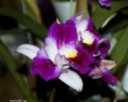 Orquideas bellisimas