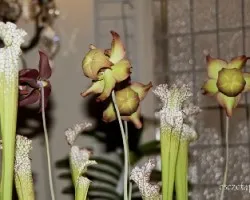 Sarracenia flava