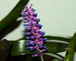 Aechmea gamosepala