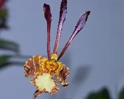 Psychopsis versteegianum