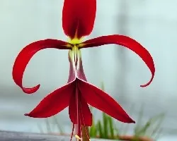 Sprekelia formosissima