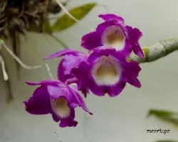 Dendrobium nobile