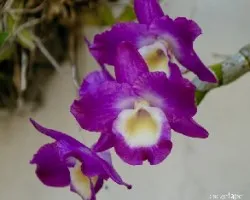 Dendrobium nobile