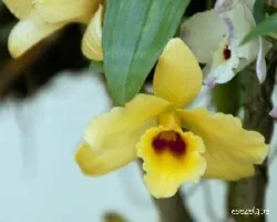 Dendrobium nobile
